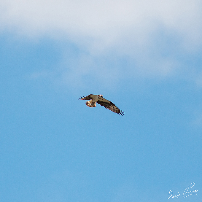 Balbuzard pêcheur au dessus de la Loire